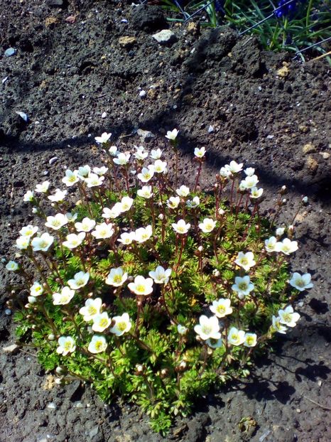  - curtea cu toate cele 2017