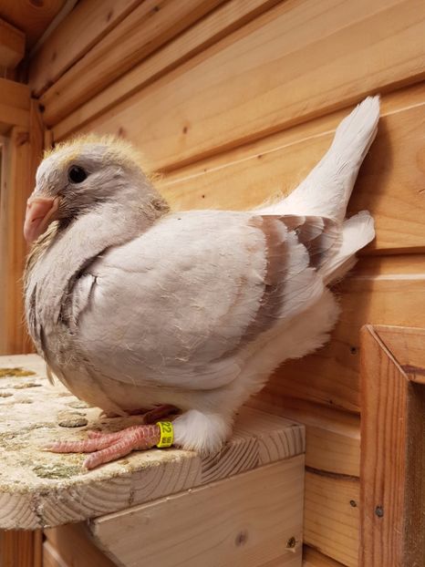 2 pui 2017 - 4-Tineret 2017