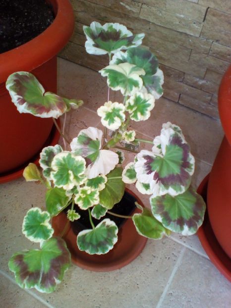  - plantutele mele