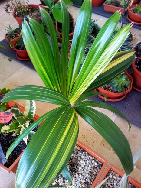  - plantutele mele