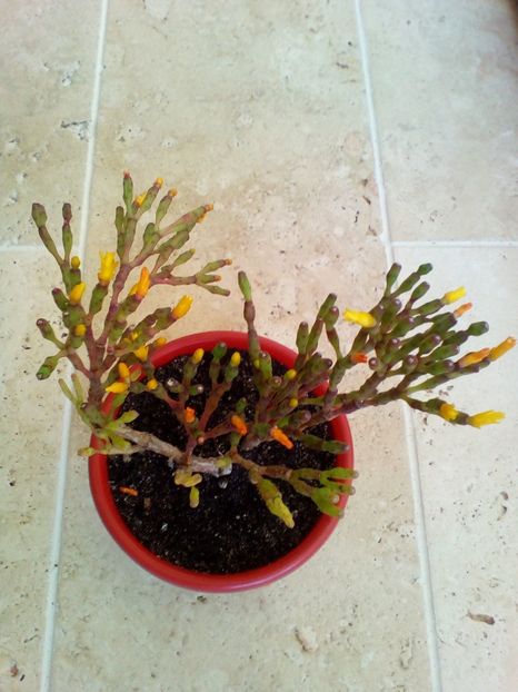 - plantutele mele