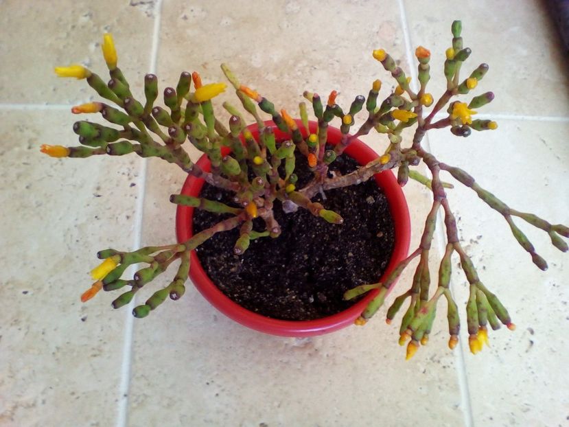  - plantutele mele