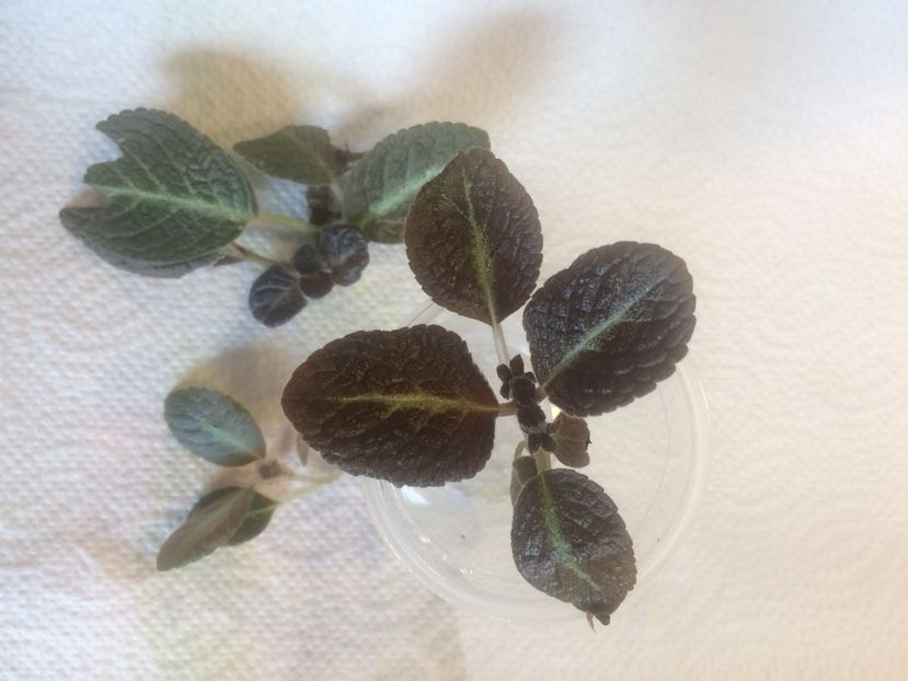 Episcia  20.04.2017 - Episcia Pink Panther