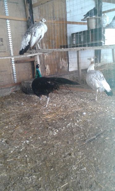  - P---PAUNI 2016-2018