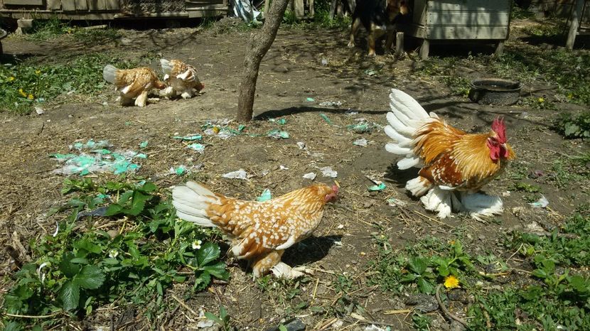  - Mii de flori galben-alb