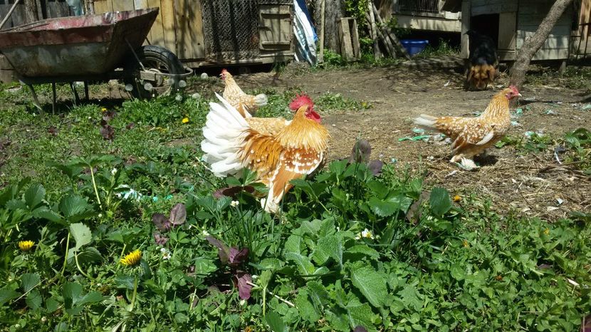  - Mii de flori galben-alb