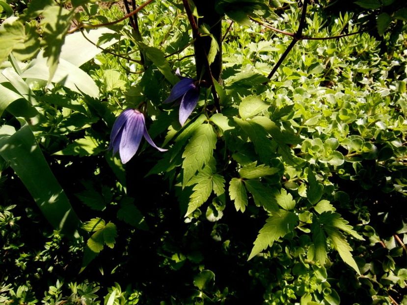 prima clematita inflorita - Cate ceva si prin aprilie