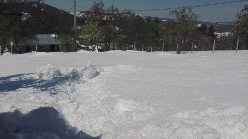 IMG-20170422-WA0023 - Capricioasa primavara in luna lui Aprilie  2017