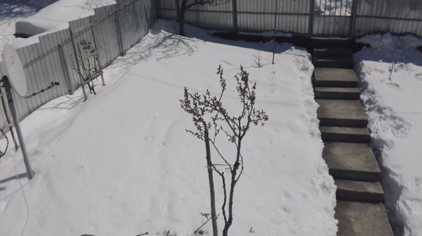 IMG-20170422-WA0020 - Capricioasa primavara in luna lui Aprilie  2017