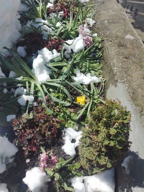 Sa fie final de aprilie?! - Capricioasa primavara in luna lui Aprilie  2017