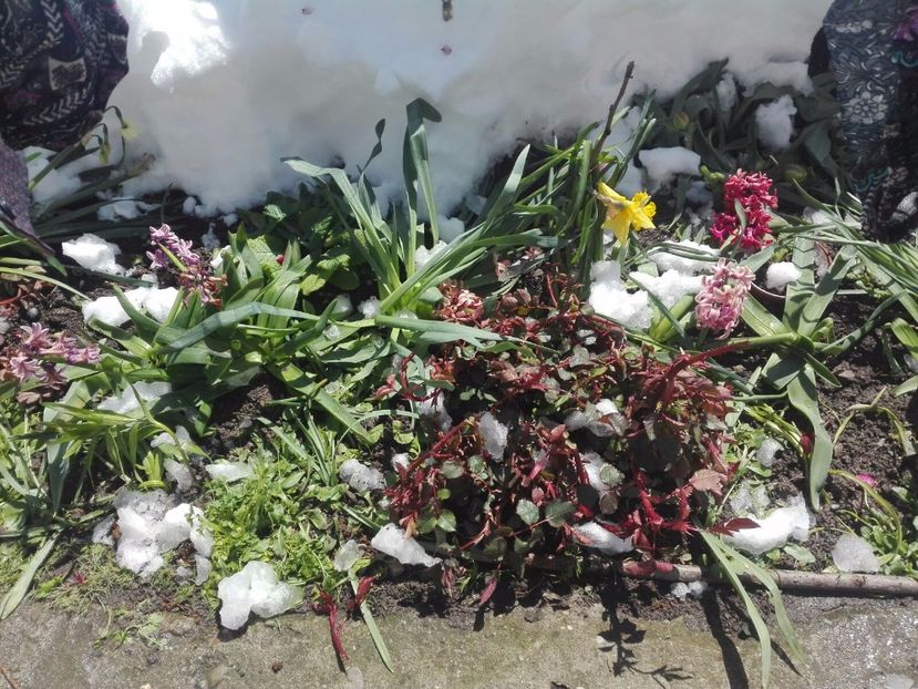 Praf si pulbere - Capricioasa primavara in luna lui Aprilie  2017