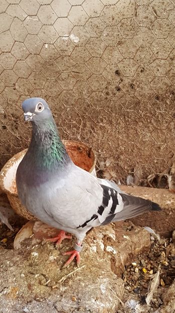 20170422_142736(0) - ALBASTRU DE CLUJ