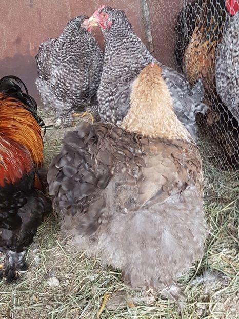  - 01 Cochin Urias SOIM project 2017-2018