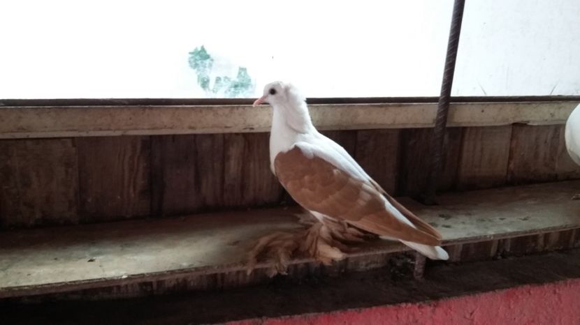  - Randunele de Saxonia