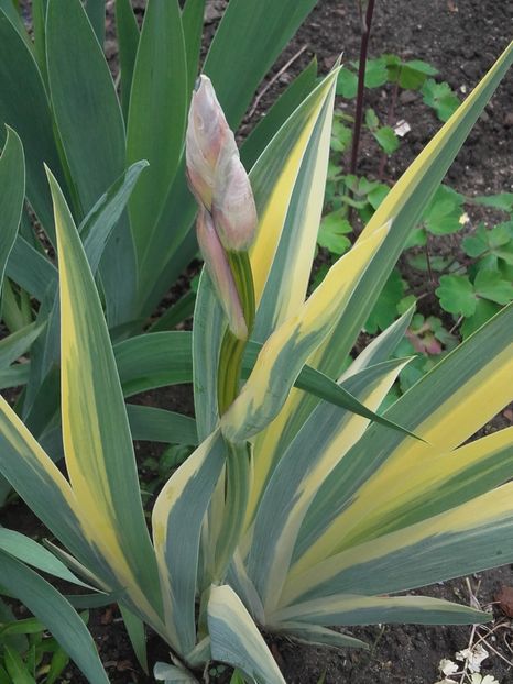 iris variegat - 000 Ofer la schimb