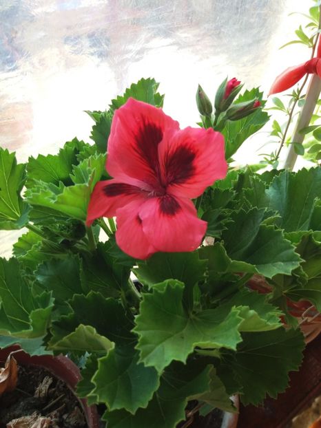  - Pelargonium