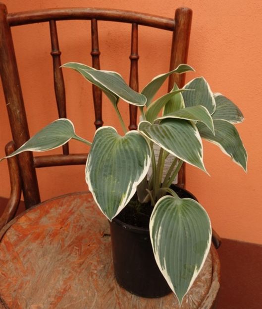  - hosta El Nino