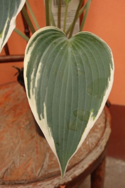  - hosta El Nino