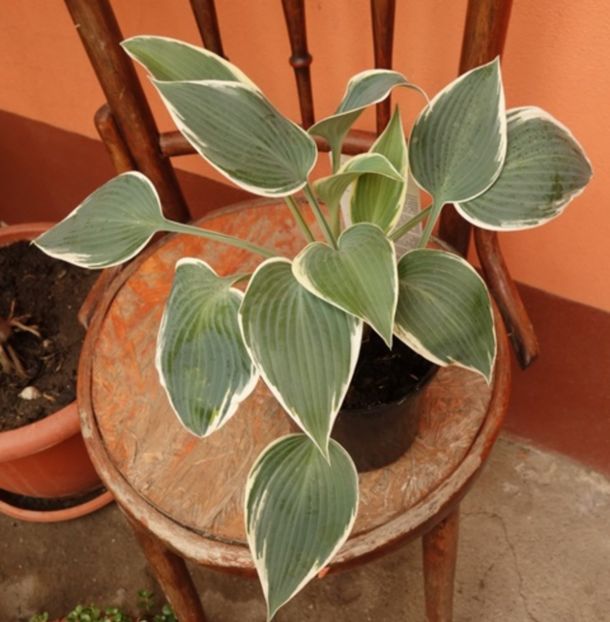  - hosta El Nino