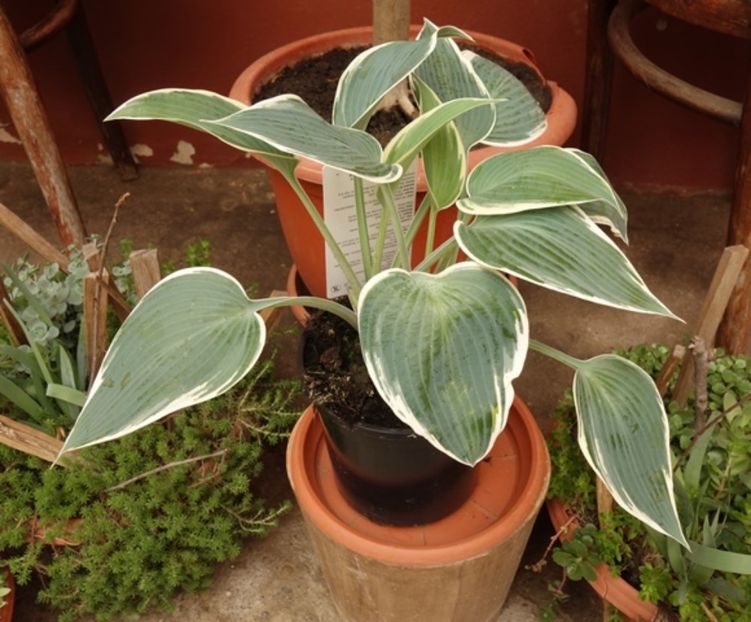  - hosta El Nino