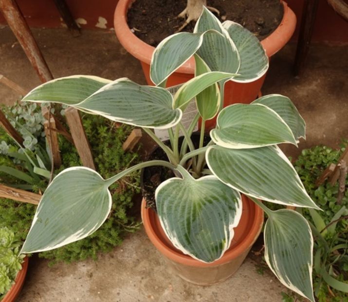  - hosta El Nino