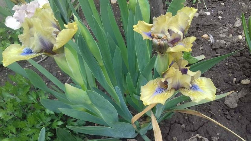 02 - irisi 8 ron rizomul