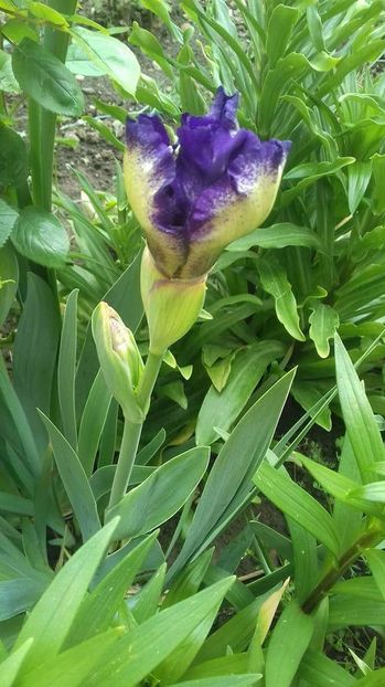 03 - irisi 8 ron rizomul