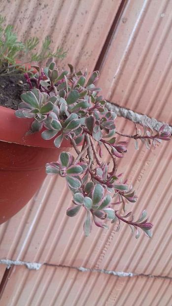 tricolor - sedum