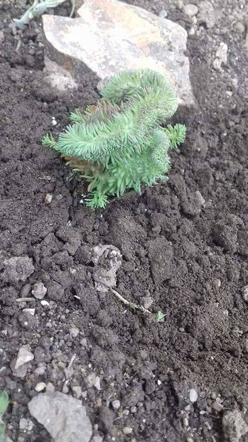 rupestre cristatum - sedum