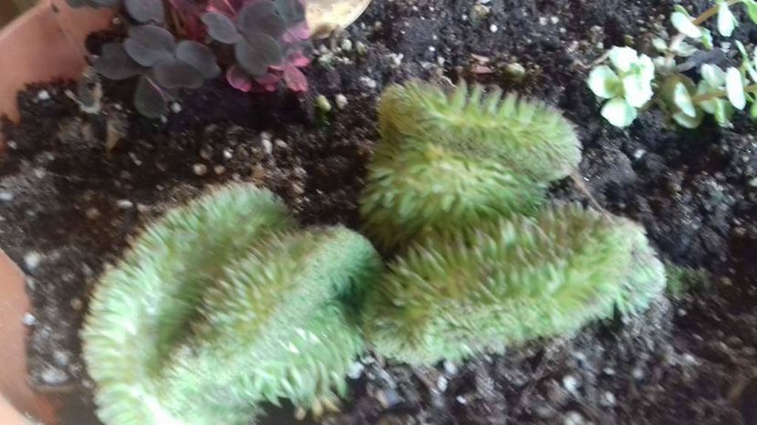  - sedum