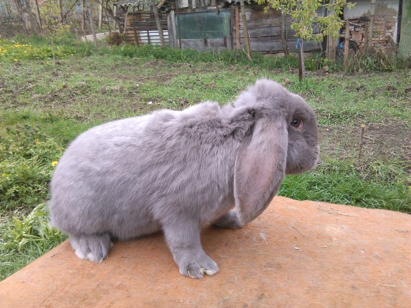  - A BERBEC GERMAN M2