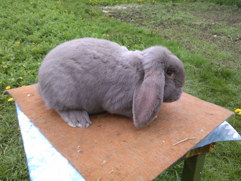  - A BERBEC GERMAN M2