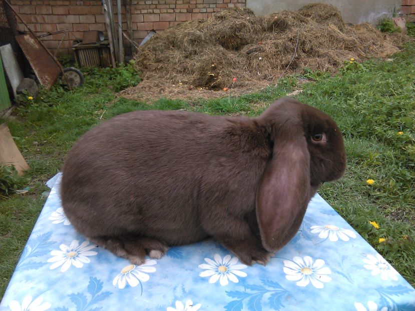  - A BERBEC GERMAN F7