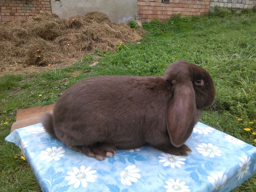  - A BERBEC GERMAN F7