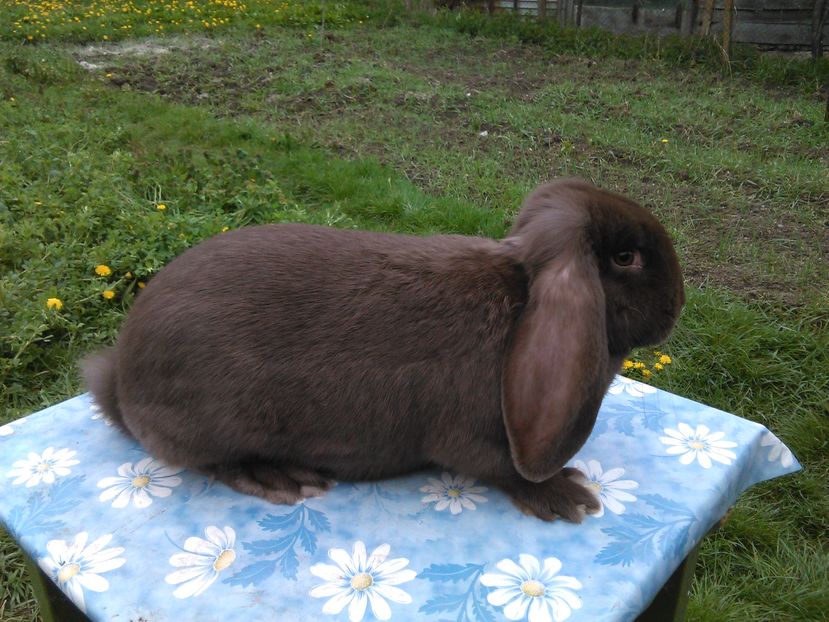  - A BERBEC GERMAN F7