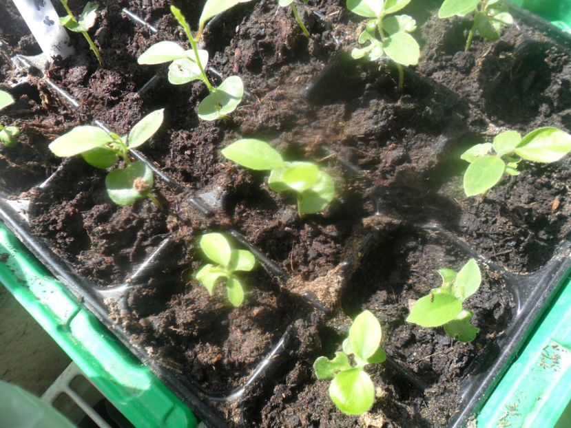  - metoda mea de germinare a semintelor de hibiscus tropical