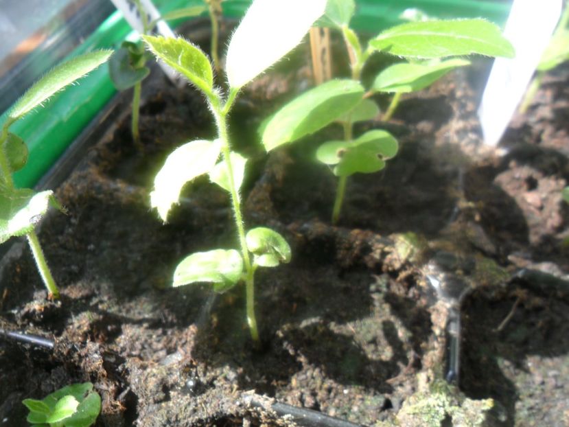  - metoda mea de germinare a semintelor de hibiscus tropical