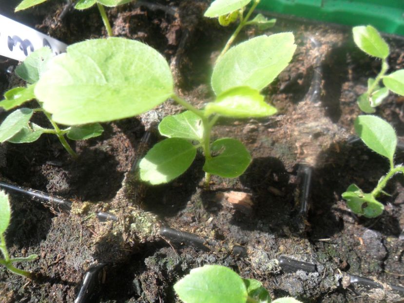  - metoda mea de germinare a semintelor de hibiscus tropical