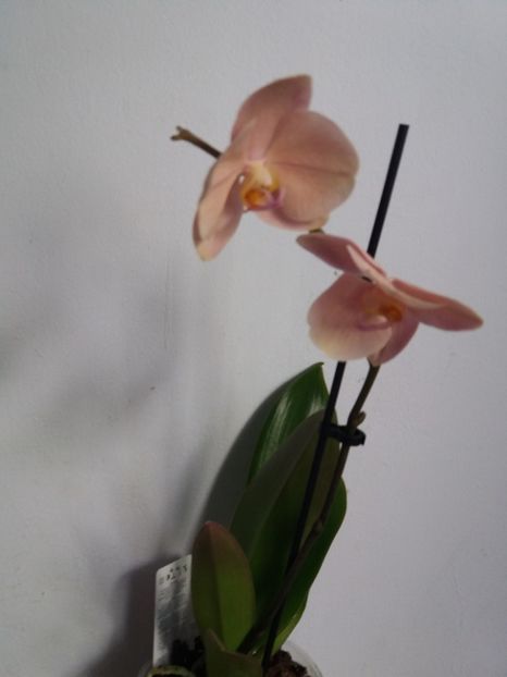  - Florile mele aprilie 2017