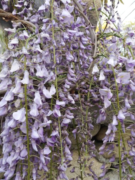  - La tara in aprilie 2017