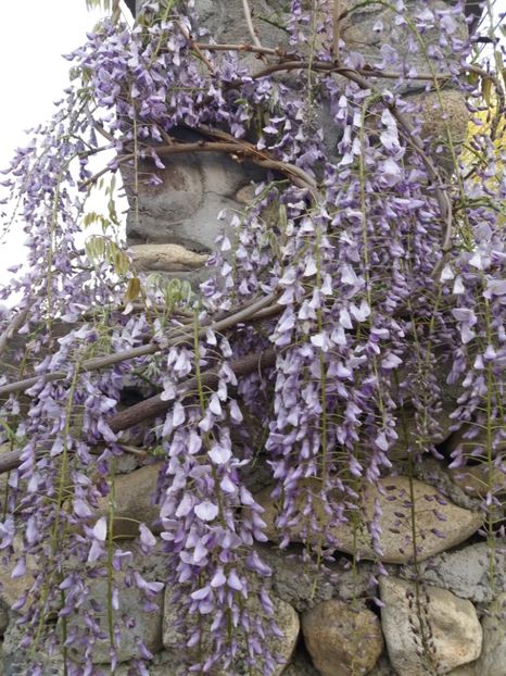  - La tara in aprilie 2017