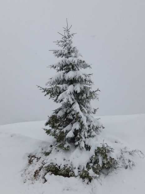  - Ranca aprilie 2017