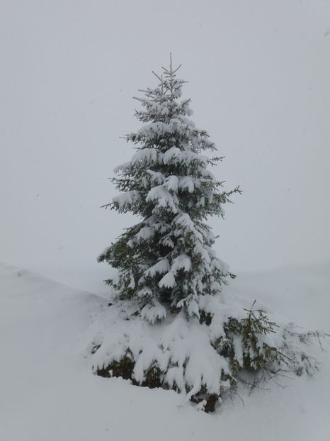  - Ranca aprilie 2017