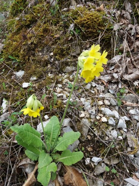  - Valea Sohodolului aprilie 2017