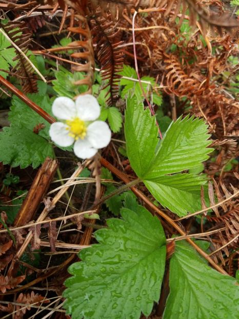  - Valea Sohodolului aprilie 2017