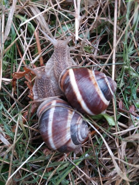  - Valea Sohodolului aprilie 2017