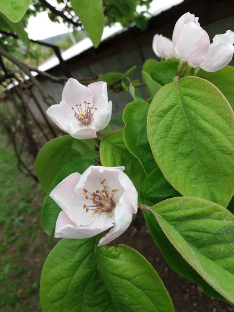  - Valea Sohodolului aprilie 2017