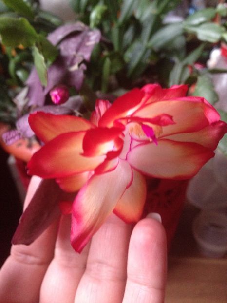 Craciunita sau Schlumbergera - FLORILE MELE 2017