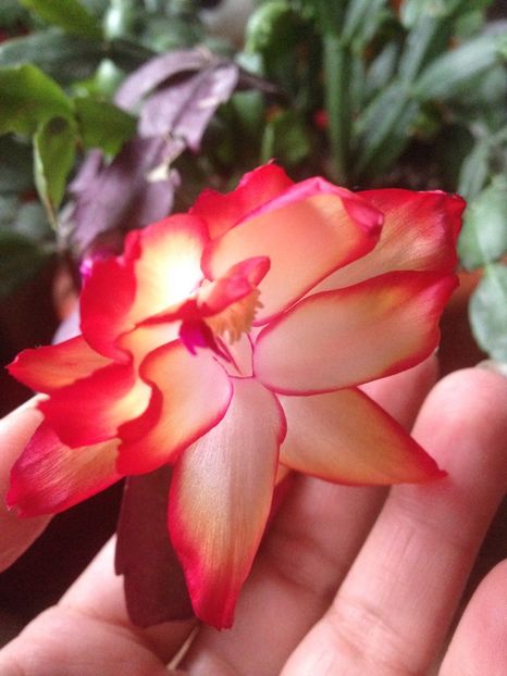 Craciunita sau Schlumbergera - FLORILE MELE 2017