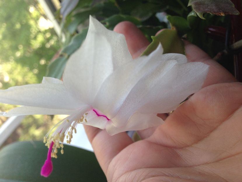 Craciunita sau Schlumbergera - FLORILE MELE 2017
